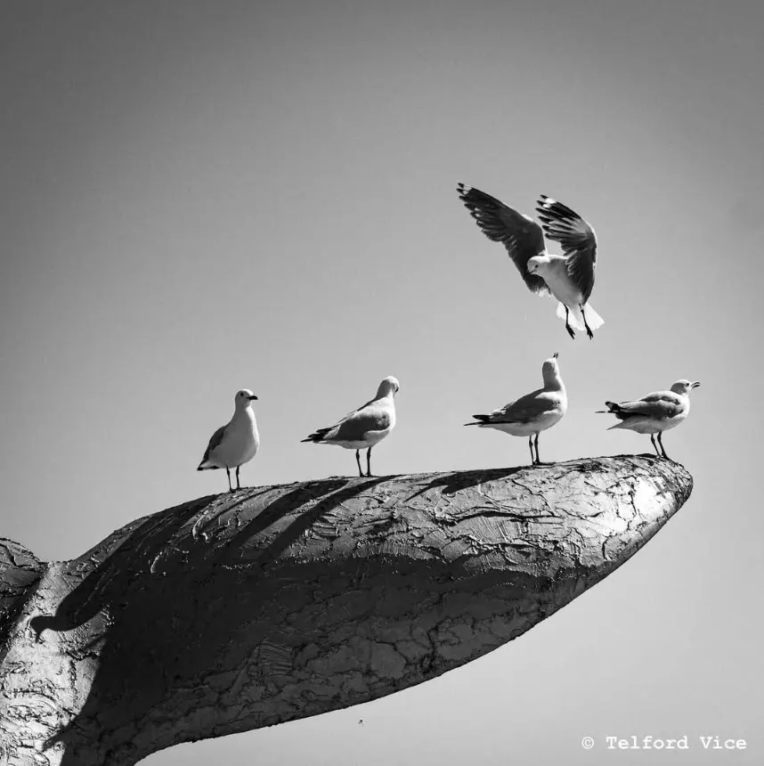Black and white photograph of seagulls on a whale-tail sculpture, one flying in