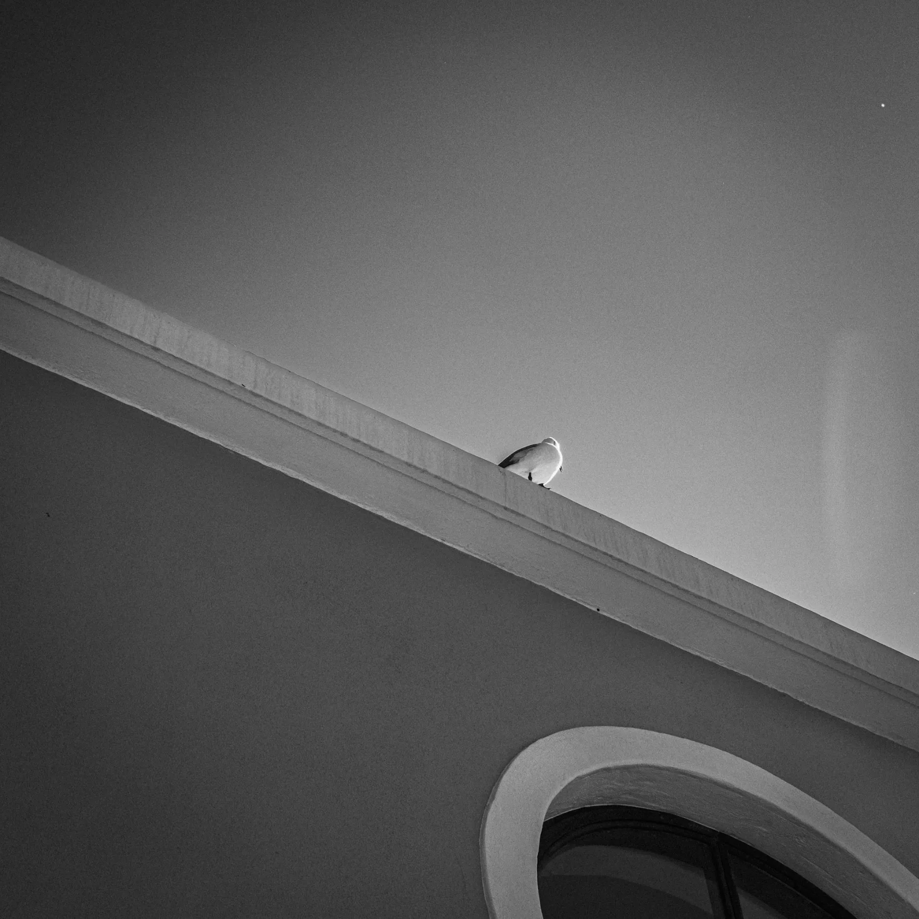 Sea Point seagulls — photograph by Telford Vice