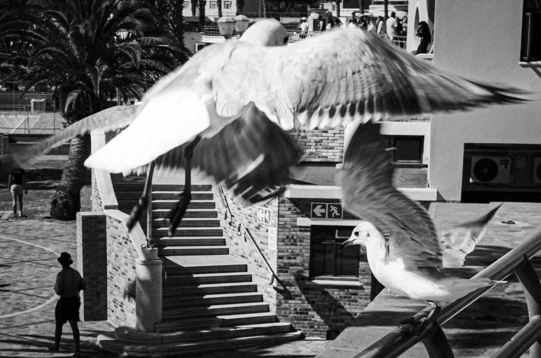 Sea Point seagulls — photograph by Telford Vice