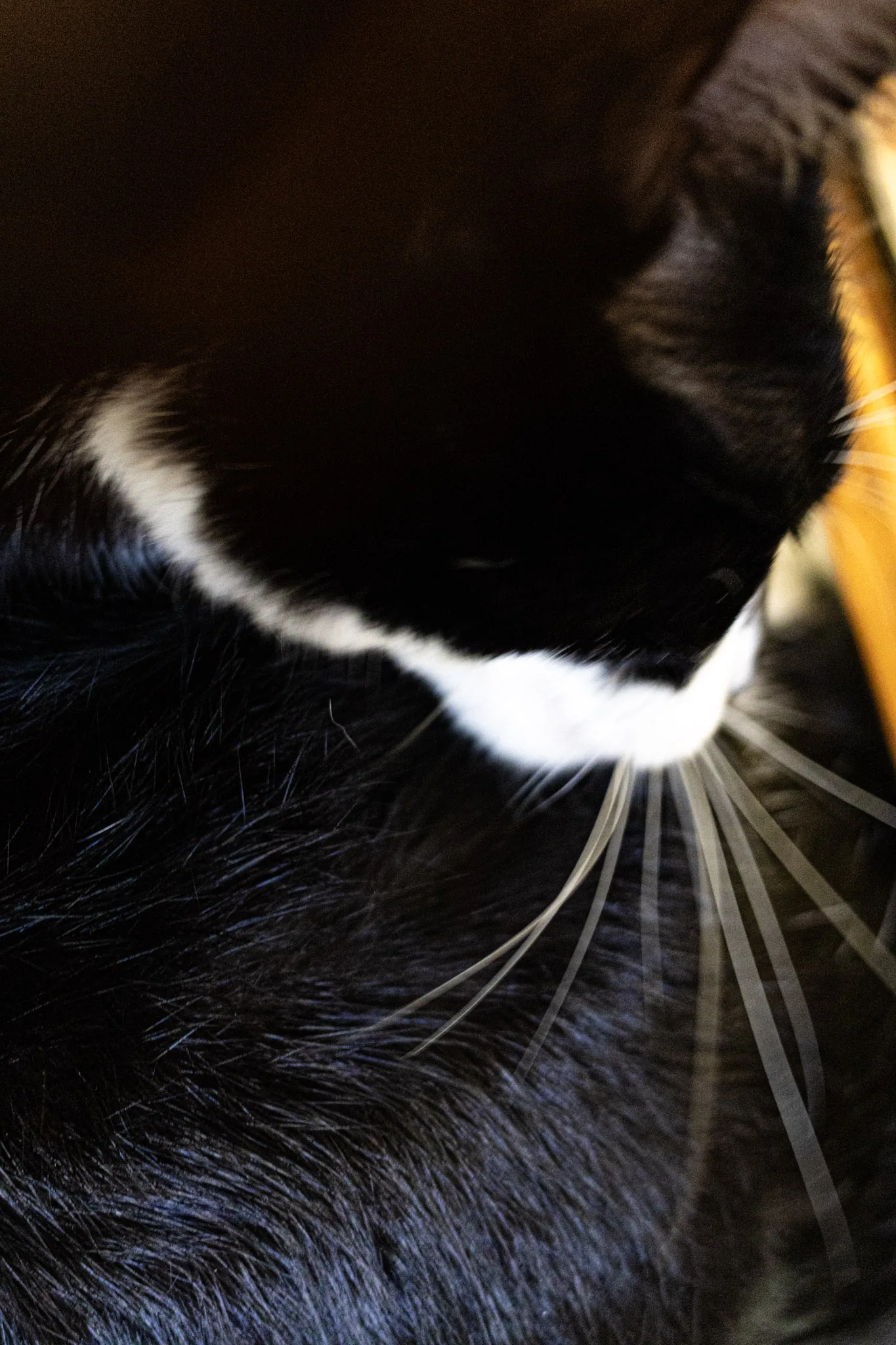 The cat sat on the lap — photograph by Telford Vice