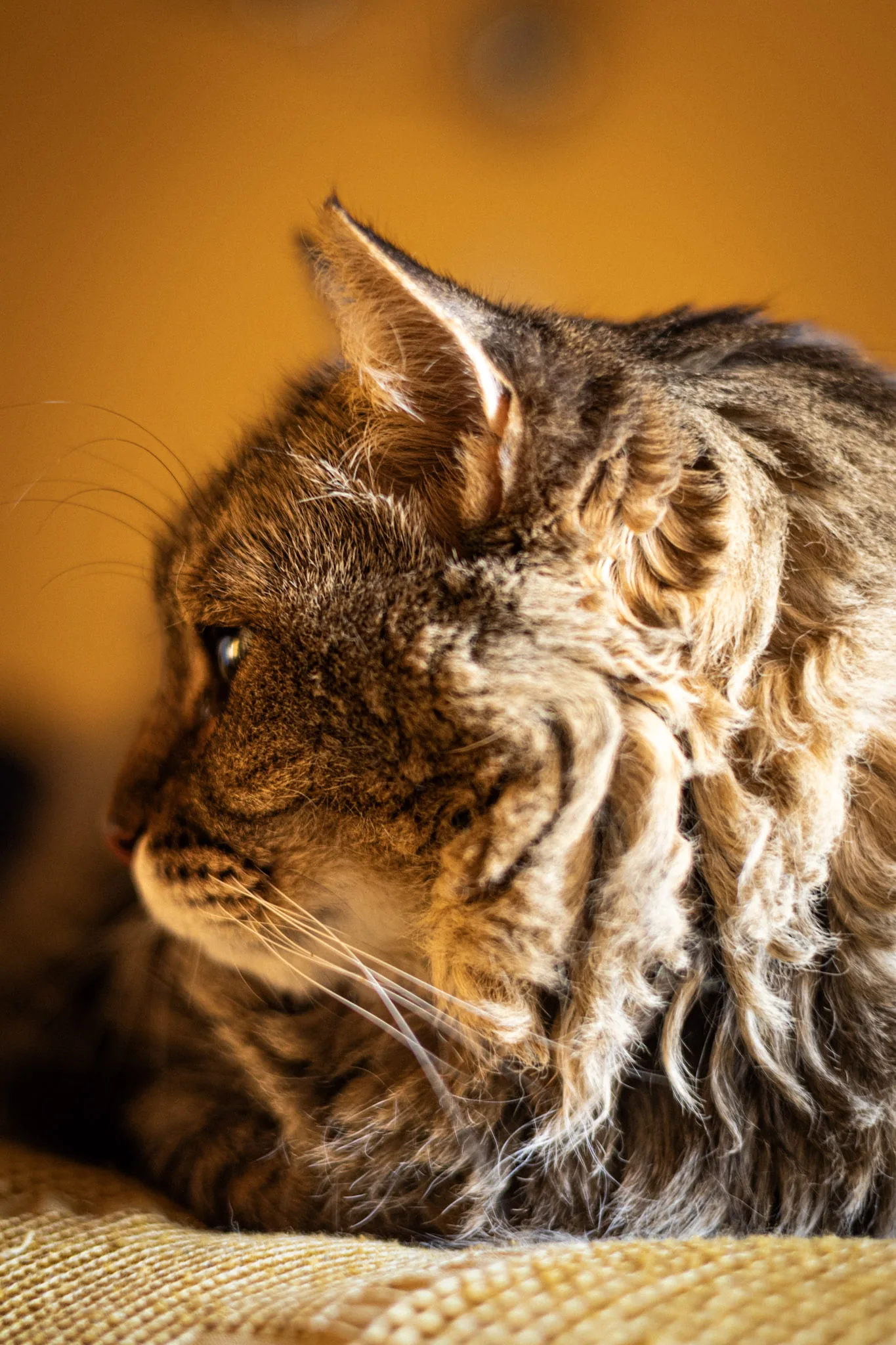 The cat sat on the lap — photograph by Telford Vice