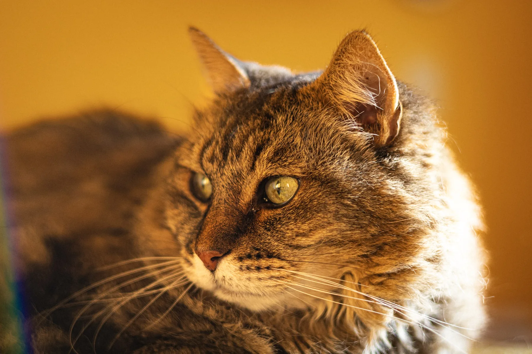 The cat sat on the lap — photograph by Telford Vice
