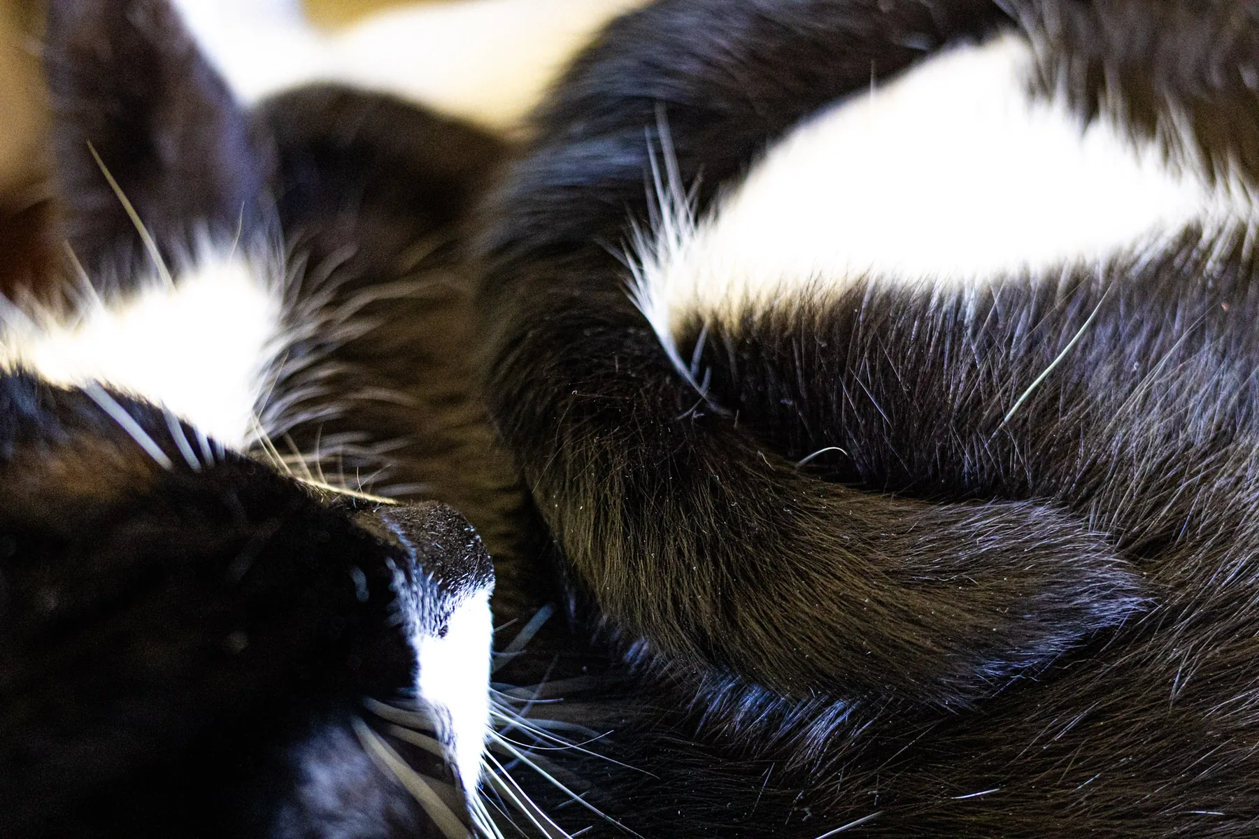 The cat sat on the lap — photograph by Telford Vice
