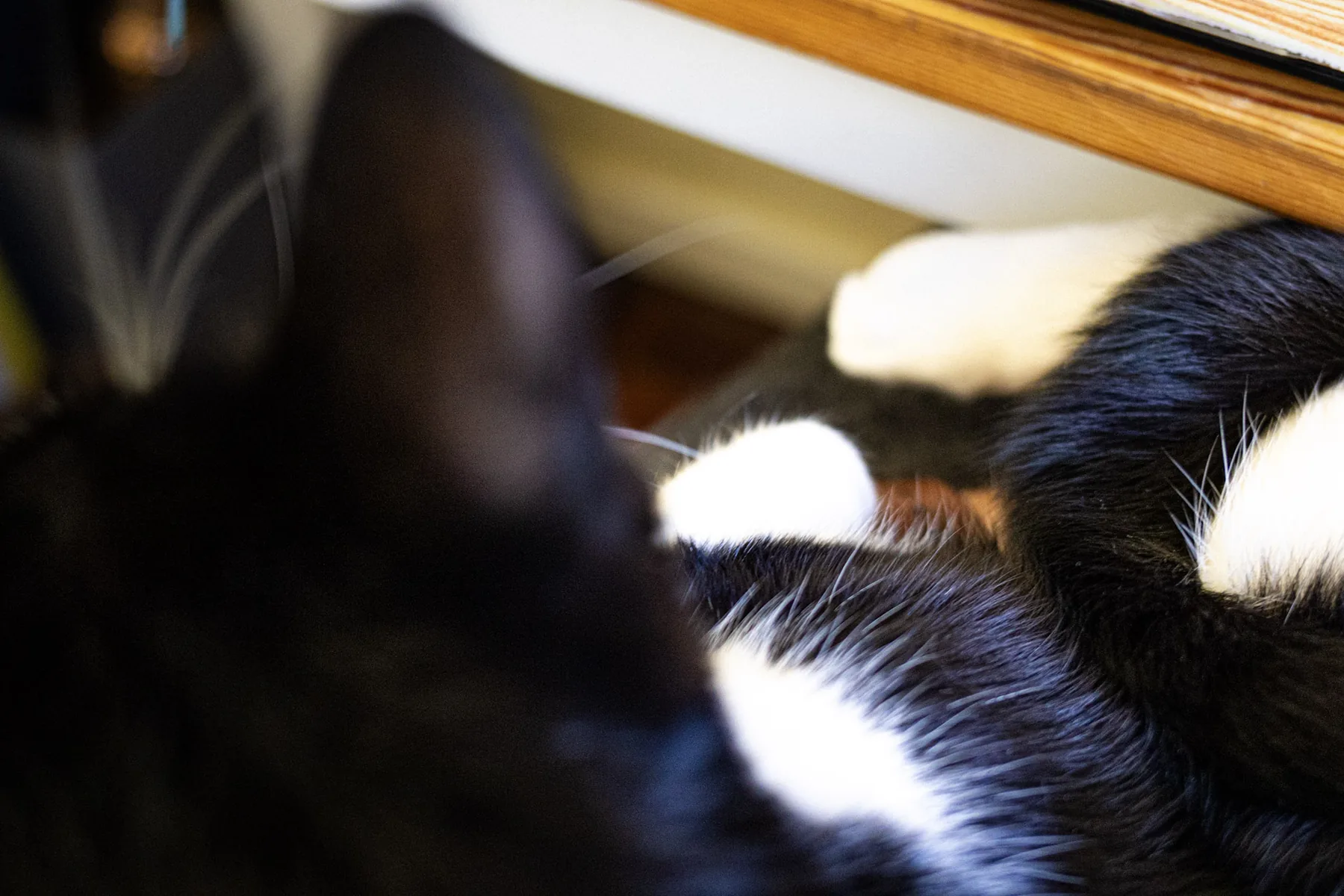 The cat sat on the lap — photograph by Telford Vice