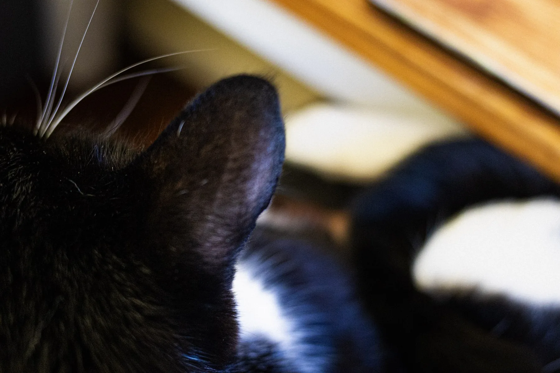 The cat sat on the lap — photograph by Telford Vice
