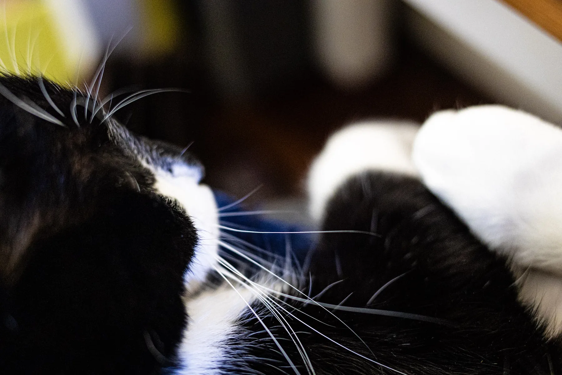 The cat sat on the lap — photograph by Telford Vice